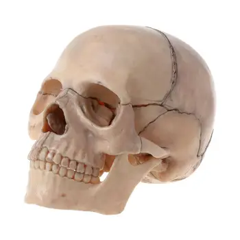15pcs/set Izjauktas Galvaskausa Anatomijas Modelis Noņemams Medicīnas Mācību Pārāk Dropship
